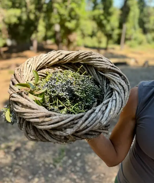 A hand-woven basket filled with foraged greens