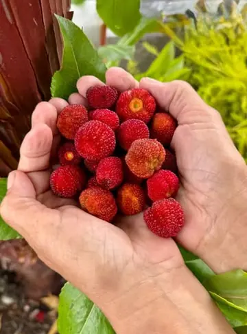 A handful of red wild berries