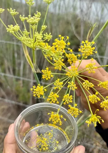 Wild fennel flowers held over a glass jar