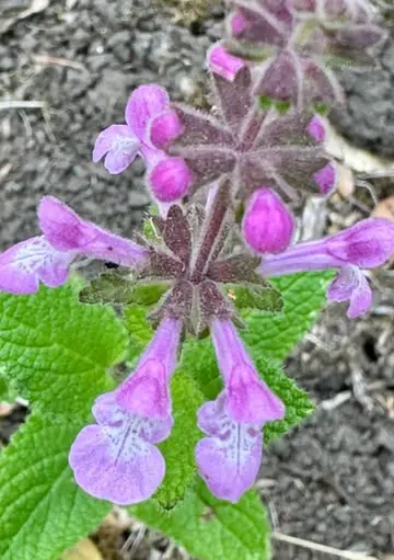 Purple wildflowers among green leaves