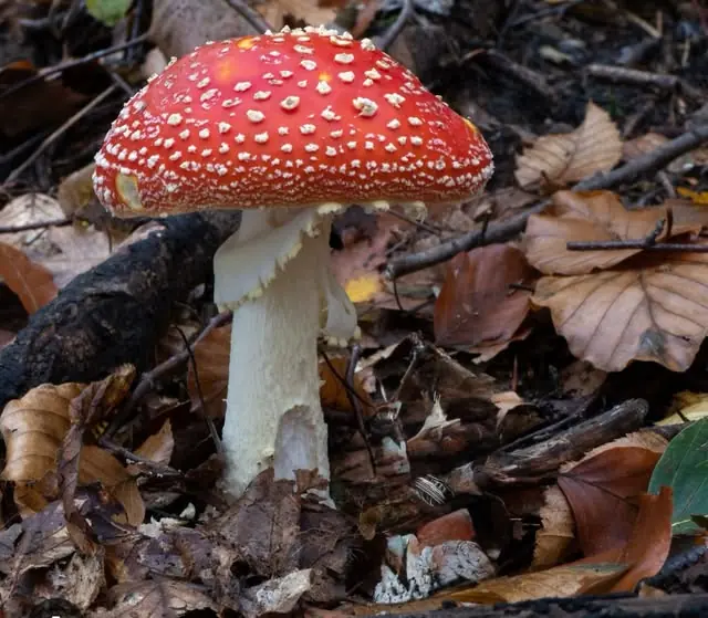 A red-capped mushroom with white spots on the forest floor