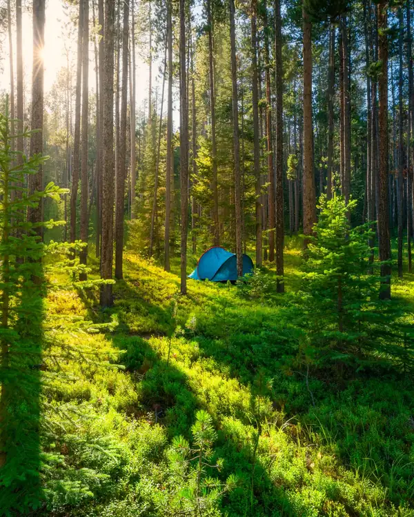 A small tent among tall conifers with sun streaming through the forest (stock photo)