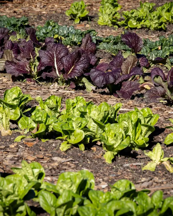 Rows of leafy greens and purple mustard growing in rich soil (stock photo)