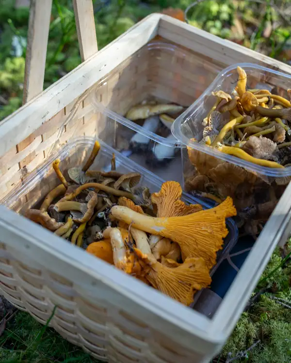 A woven basket of freshly gathered wild mushrooms on the forest floor (stock photo)